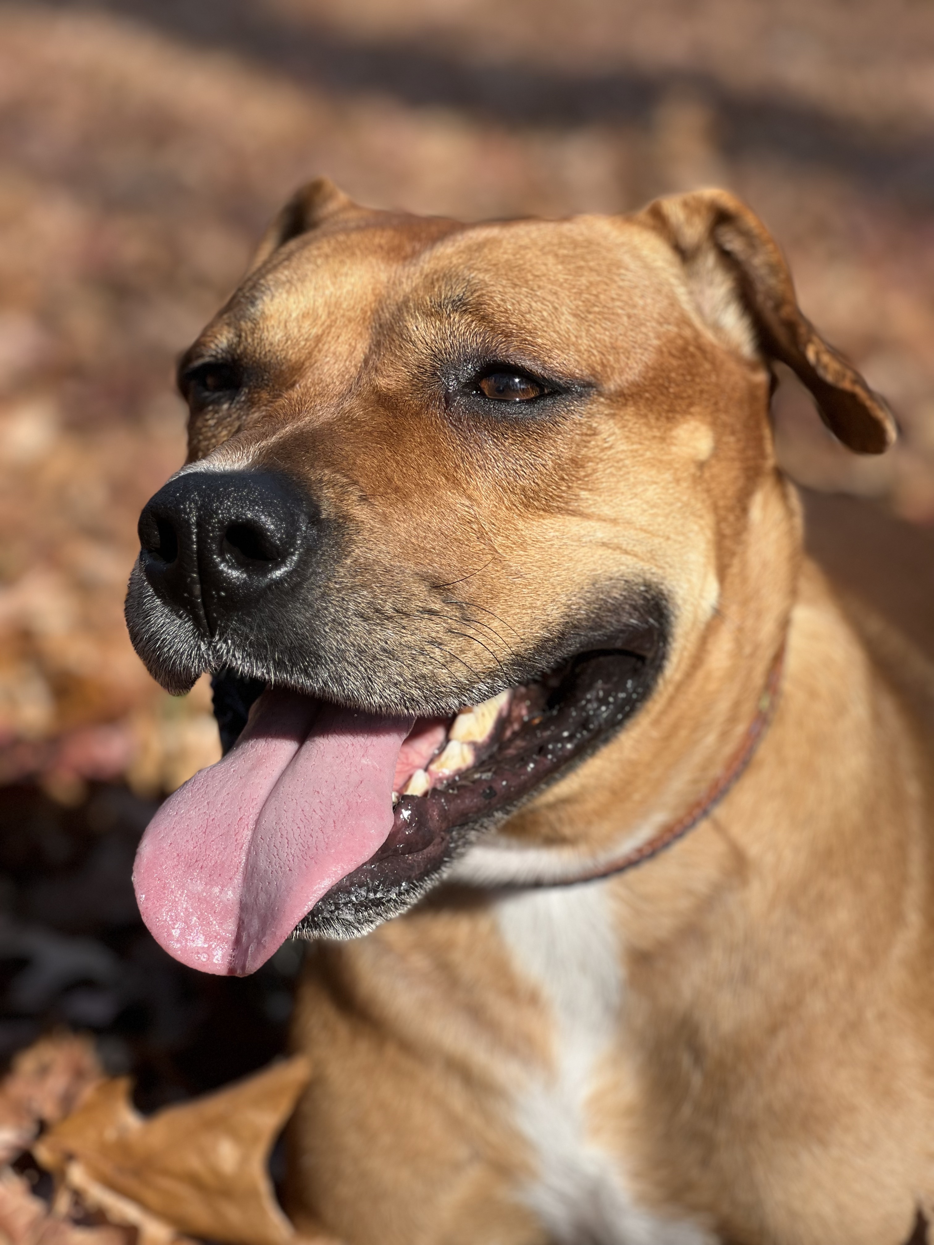 image of Pitbull dog named Cuddles