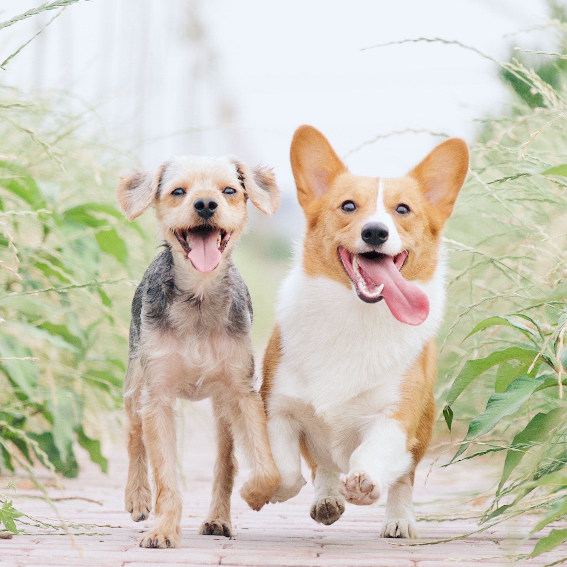 two happy dogs running